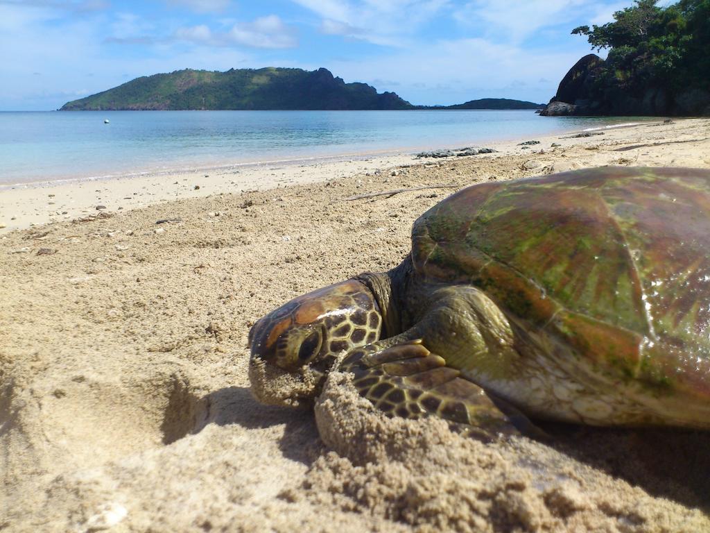 Naqalia Lodge Wayasewa Island Eksteriør bilde