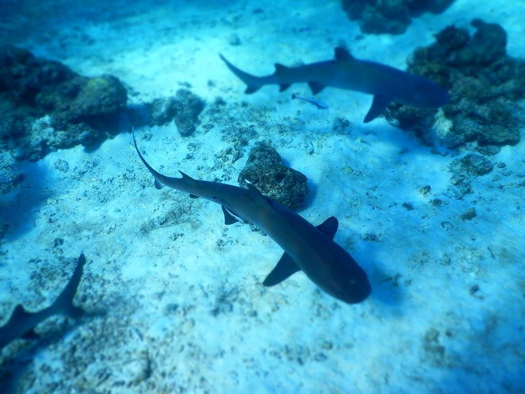 Naqalia Lodge Wayasewa Island Eksteriør bilde
